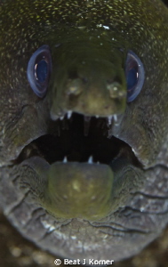 Always a challenge to get a great shot of a moray eel. by Beat J Korner 